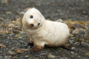 800px-Baby_fur_seal,_South_Georgia