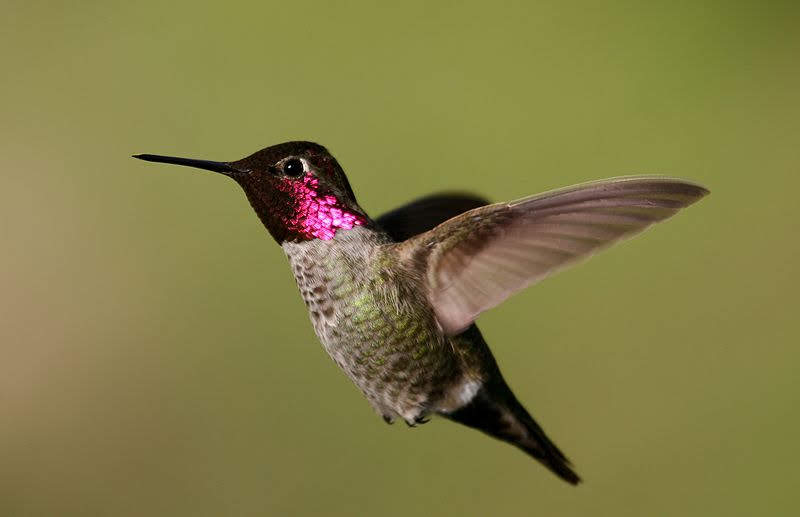 800px-Anna's_hummingbird
