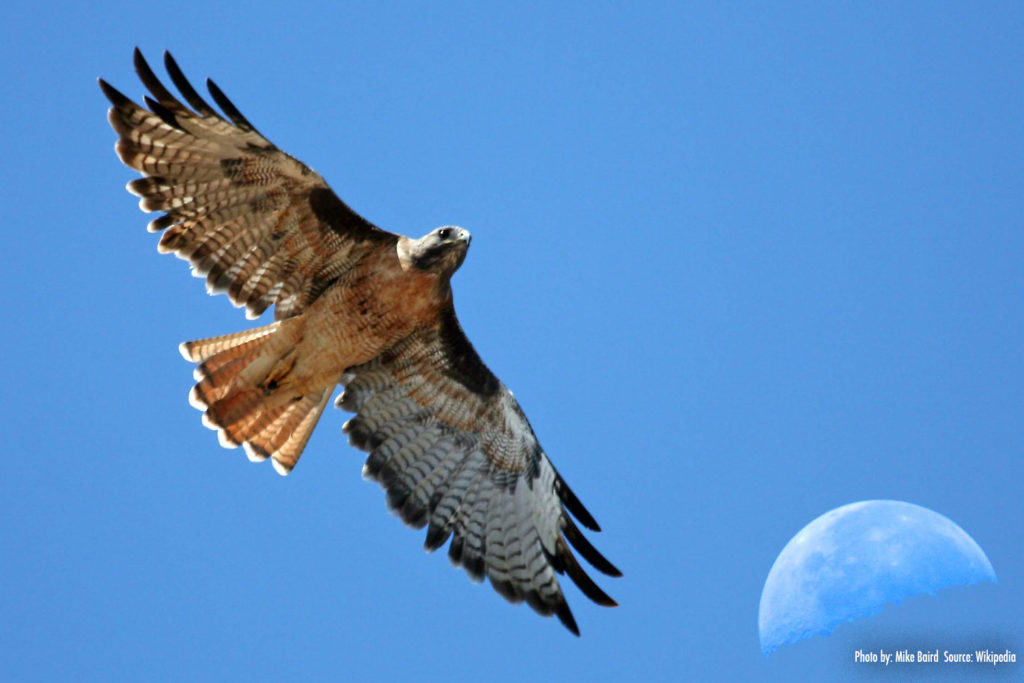 Red-tailed Hawk Flying