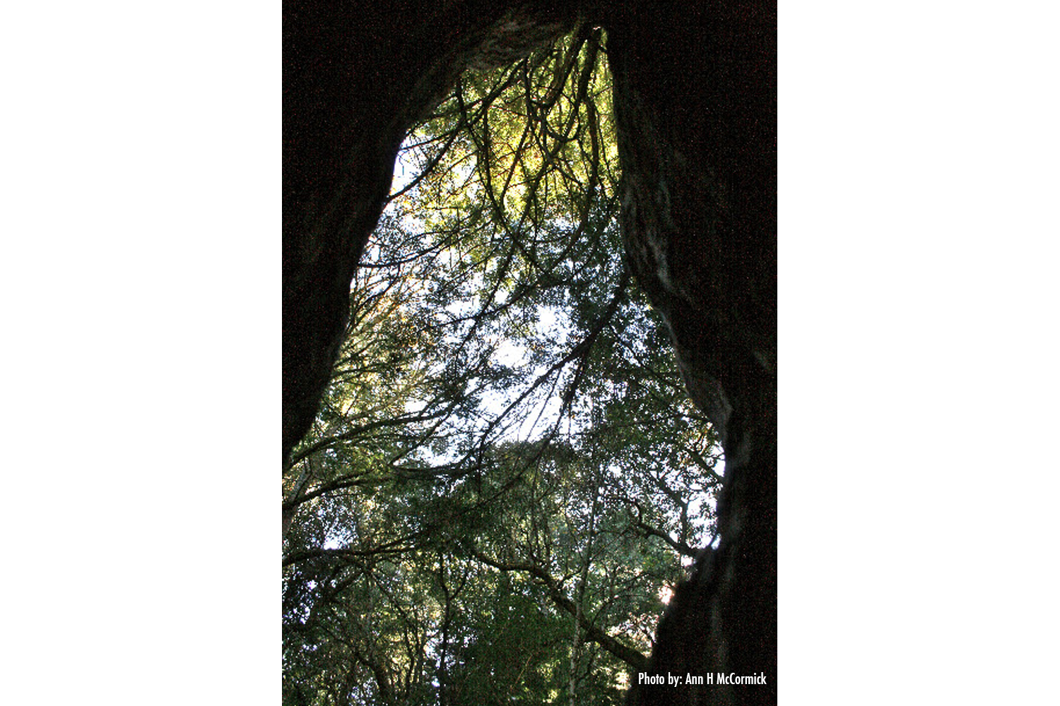 Inside Tree Cave