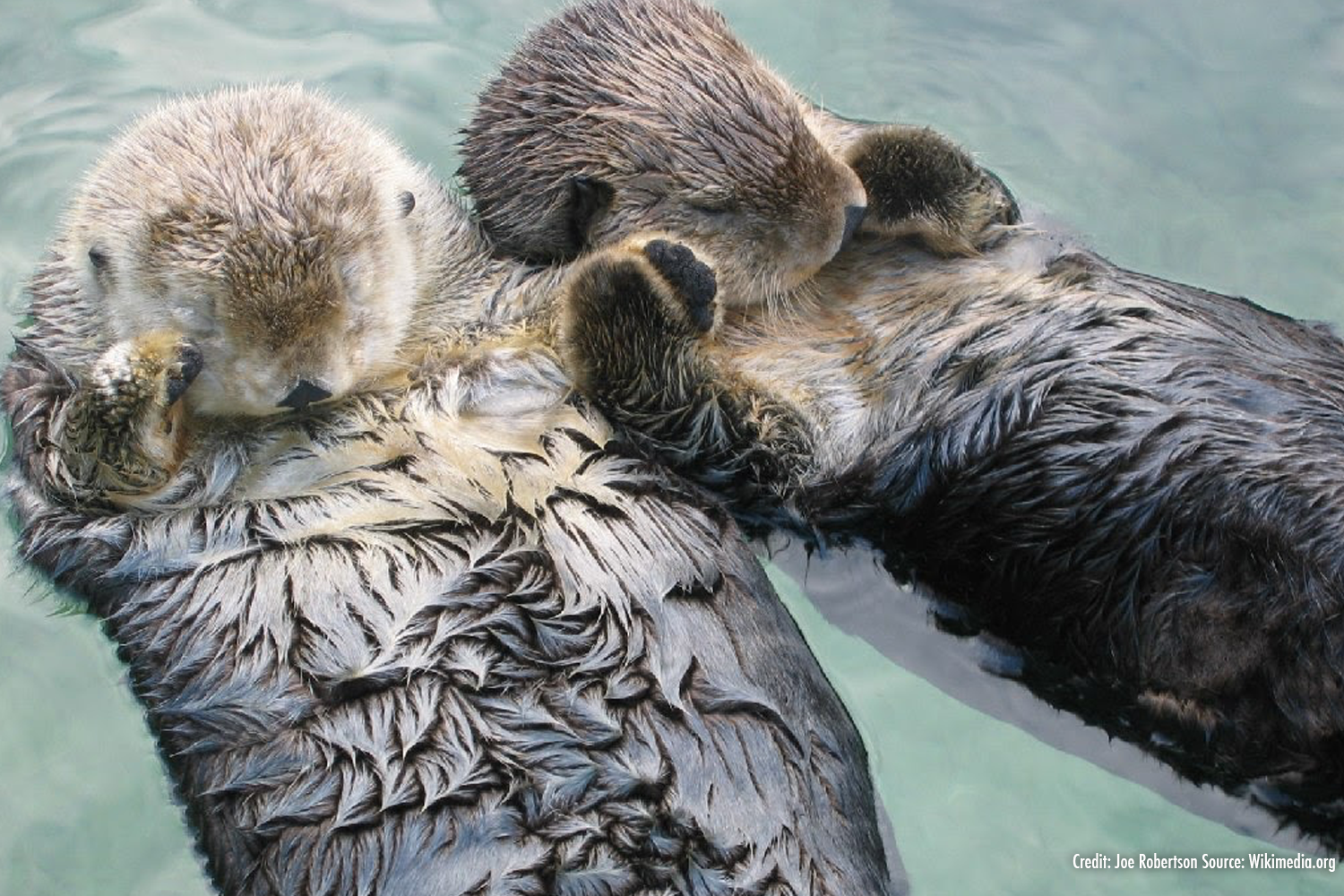 Sleeping Sea Otters