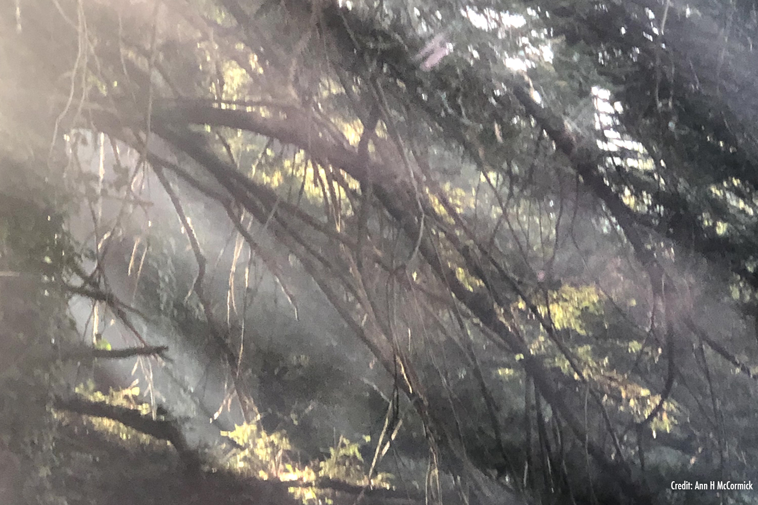 Smokey Branches