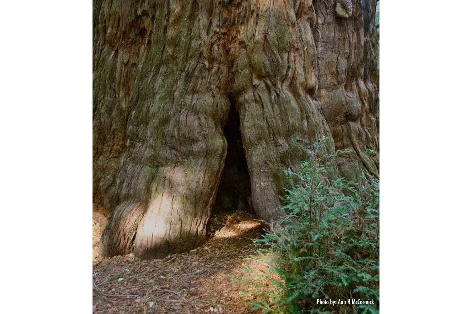 Tree-Cave